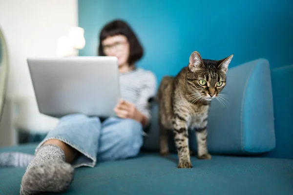 Woman freelancer working at the laptop with a cat on a sofa at home. Female with her cat spending time together in a favorite setting. Technology, freelance and  remote work concept.