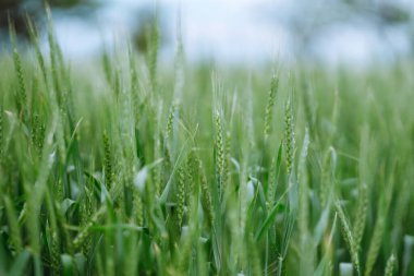 Olgunlaşmamış buğday, yeşil buğday tarlası. Tarım büyümesi ve tarım sektörü kavramı.