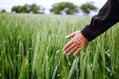 Çiftçi eli olgunlaşmamış buğday filizlerine dokunur. Tarımsal büyüme ve tarım kavramı. Gen buğday tarlası.