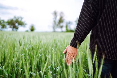 Çiftçi eli olgunlaşmamış buğday filizlerine dokunur. Tarımsal büyüme ve tarım kavramı. Gen buğday tarlası.