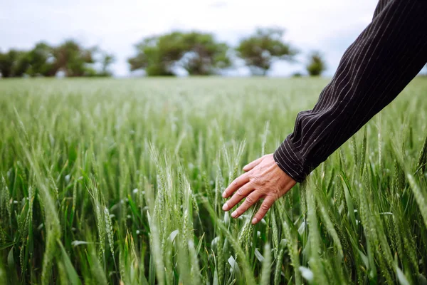 農家の手は小麦の未熟な芽に触れます 農業の成長と農業の概念 原コムギ畑 — ストック写真