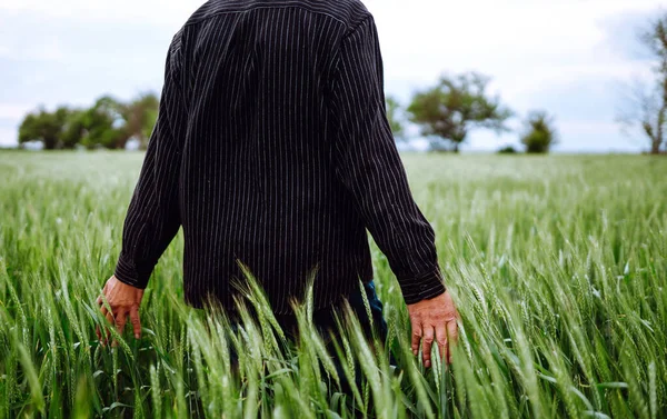 农夫的手碰到了不成熟的小麦芽 农业增长和耕作概念 Geen麦田 — 图库照片