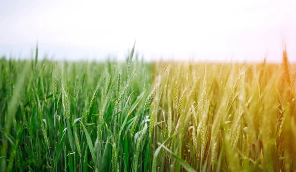 Wheat ripening. Unripe wheat green wheat field/ Ripe cereal crop - Ears of golden wheat.