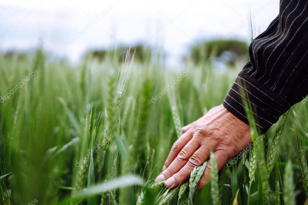 Farmer's hand touches immature sprouts of wheat. Agricultural growth and farming concept. Geen wheat field.