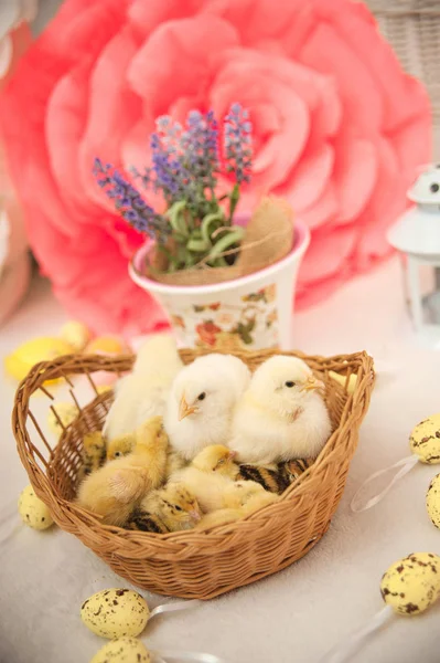 Easter Little Yellow Chickens — Stock Photo, Image