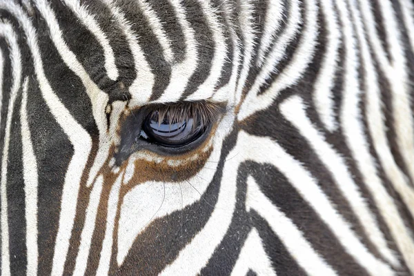 Close-up van een zebra — Stockfoto