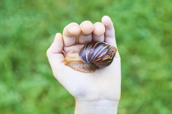 Küçük salyangoz elinde tutan çocuk