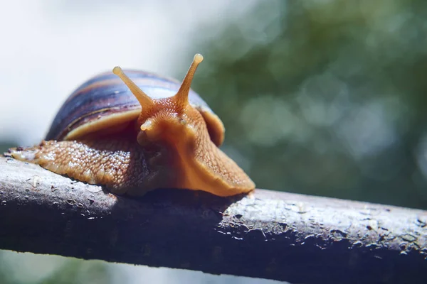 Caracóis rastejam no ramo de plantas na natureza . — Fotografia de Stock