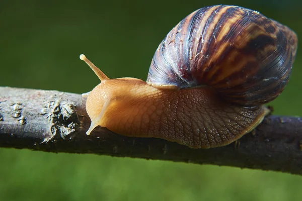 Snails crawl on the branch of plants in nature. — Stock Photo, Image