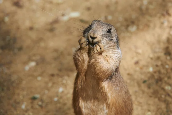 Black-tailed prairie dog — Stock Photo, Image