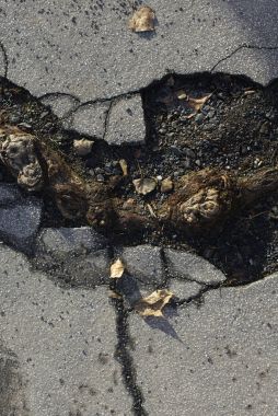 Ağaç kökleri asfalt yol çatlamak