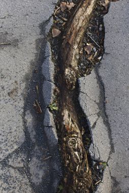 Ağaç kökleri asfalt yol çatlamak