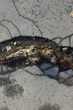 Ağaç kökleri asfalt yol çatlamak