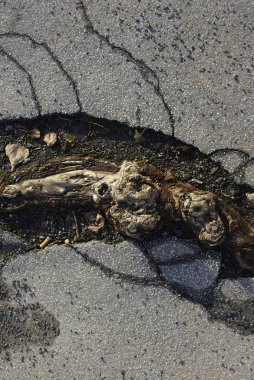 Ağaç kökleriyle çatlak zemin 