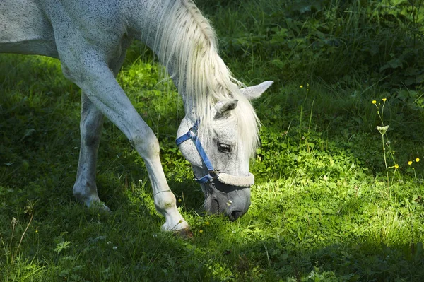 Schönes Pferd Auf Der Weide — Stockfoto