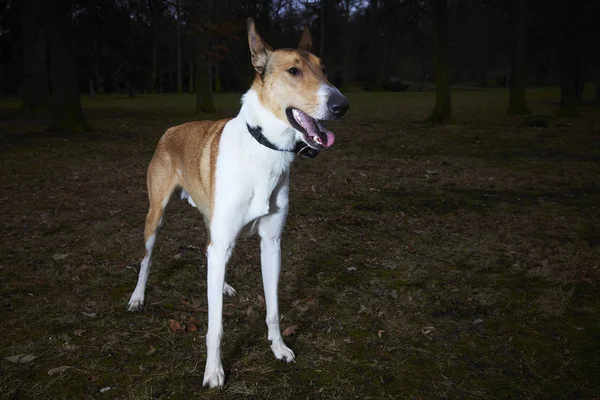 Akşam parkında Jack Russell Terrier köpeği 