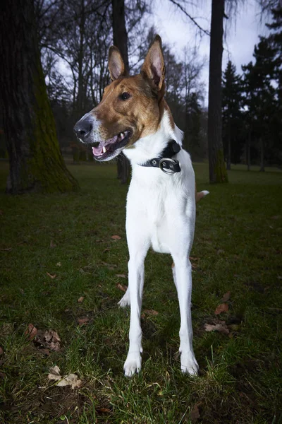 Jack Russell Teriér Pes Večerním Parku — Stock fotografie