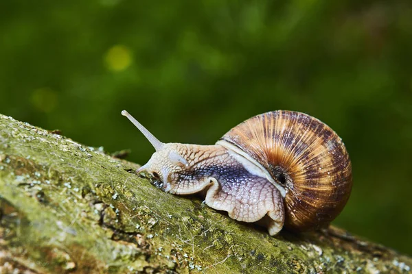 Primo Piano Strisciare Piccola Lumaca Nella Natura Forestale — Foto Stock