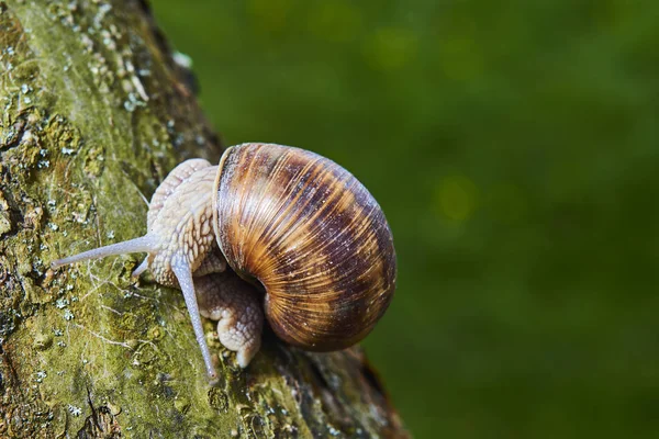 Zblízka Plazící Malé Šneky Přírodě Lesa — Stock fotografie