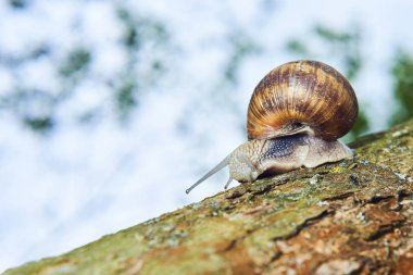 Orman doğasında sürünen küçük salyangozlara yakın. 