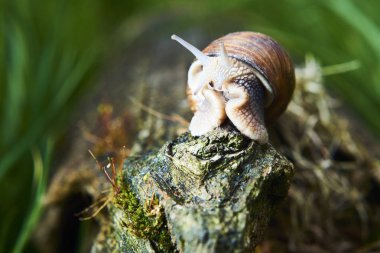 Orman doğasında sürünen küçük salyangozlara yakın. 