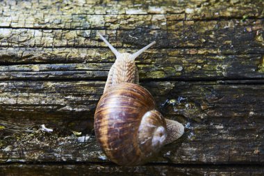 Orman doğasında sürünen küçük salyangozlara yakın. 