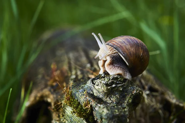 Primo Piano Strisciare Piccola Lumaca Nella Natura Forestale — Foto Stock