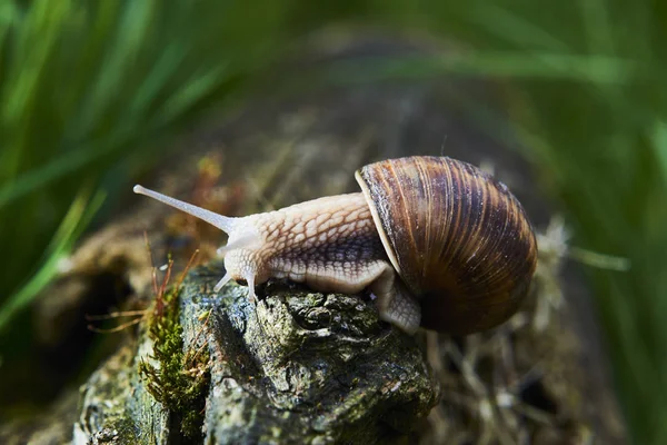 Close Crawling Small Snail Forest Nature — ストック写真