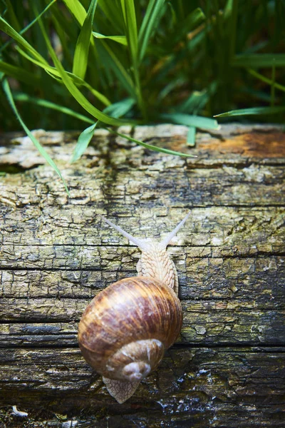 Primo Piano Strisciare Piccola Lumaca Nella Natura Forestale — Foto Stock