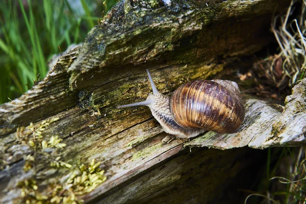 Orman doğasında sürünen küçük salyangozlara yakın. 