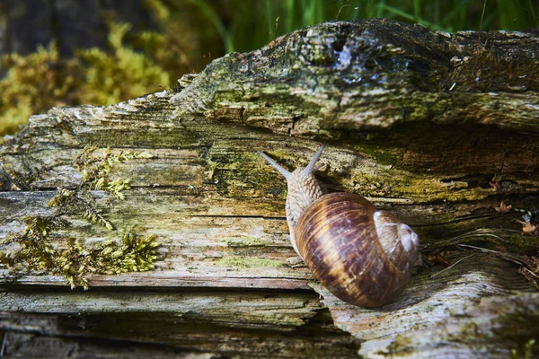 Close Crawling Small Snail Forest Nature — Stock Photo, Image
