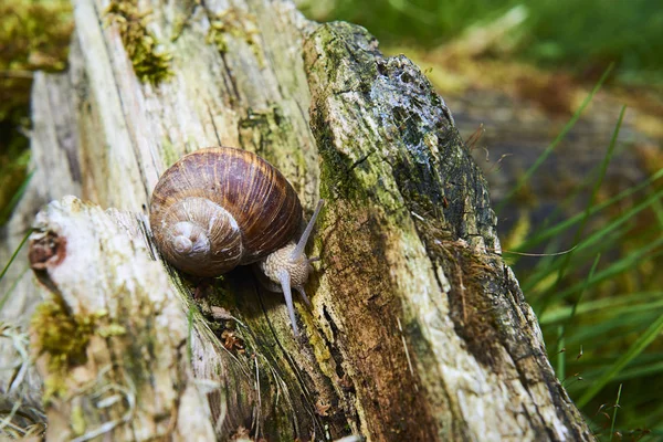 Close Van Kruipende Kleine Slak Bos Natuur — Stockfoto