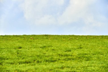 yeşil çayır, mavi gökyüzü ve çayır 