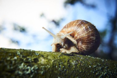 Doğada sürünen küçük kahverengi salyangoz 