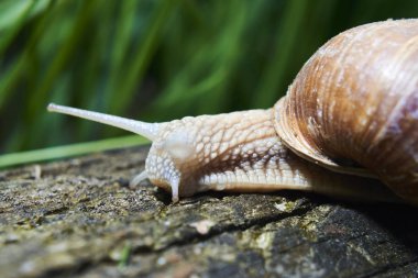 Doğada sürünen küçük kahverengi salyangoz 