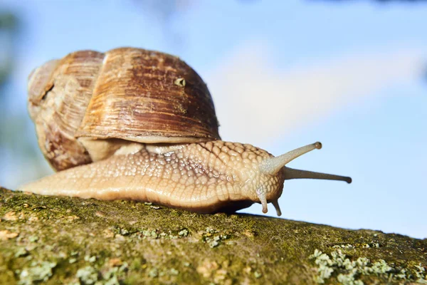 Strisciando Piccola Lumaca Marrone Natura — Foto Stock