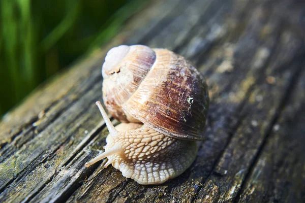 Plazící Malý Hnědý Šnek Přírodě — Stock fotografie