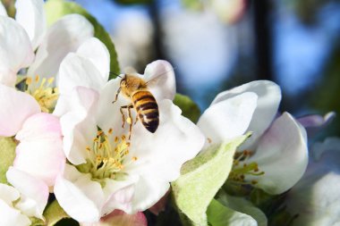 Bahar çiçekli kiraz ağacı ve arı böceği