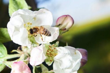 Bahar çiçekli kiraz ağacı ve arı böceği