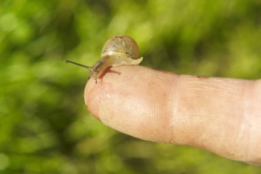 bebek salyangoz insan parmağında, kapat 