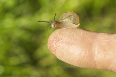 bebek salyangoz insan parmağında, kapat 
