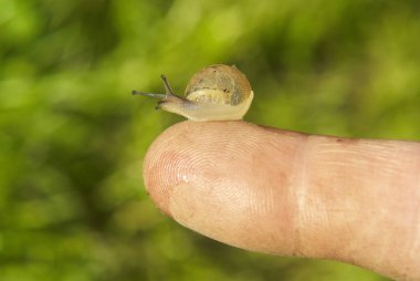 bebek salyangoz insan parmağında, kapat 