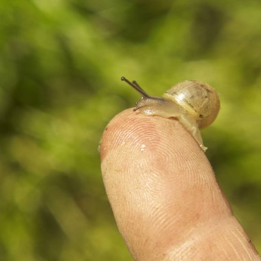 bebek salyangoz insan parmağında, kapat 