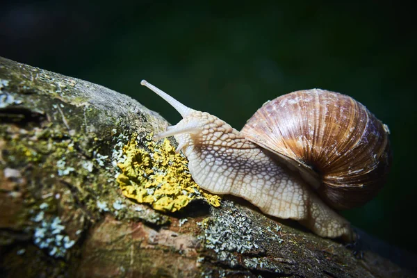 Plazící Malý Hnědý Šnek Přírodě — Stock fotografie