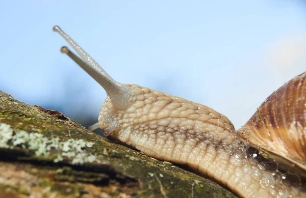 Petit Escargot Brun Rampant Dans Nature — Photo