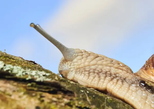 Crawling Small Brown Snail Nature — Stock Photo, Image
