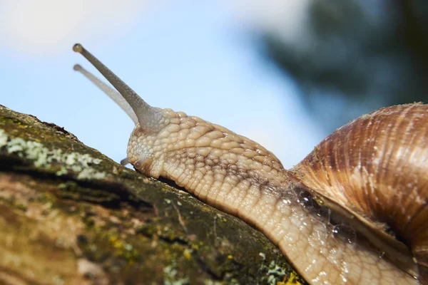 Gatear Pequeño Caracol Marrón Naturaleza —  Fotos de Stock