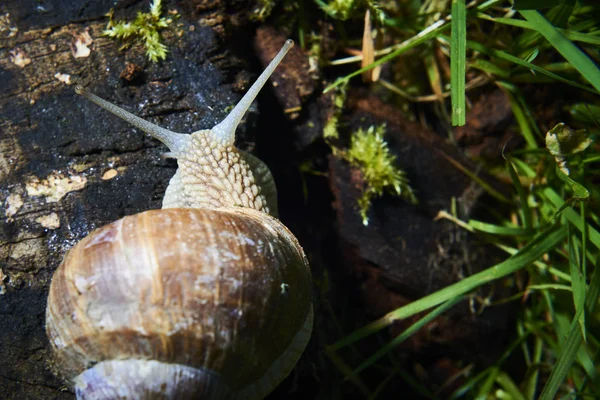 Plazící Malý Hnědý Šnek Přírodě — Stock fotografie