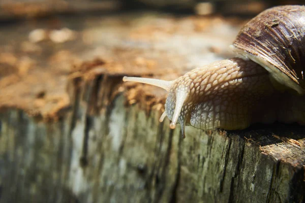 Crawling Small Brown Snail Nature — Stockfoto