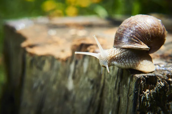 자연계에 달팽이 — 스톡 사진